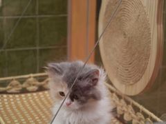 -帕帕拉兹宠物(亚洲旗舰店)