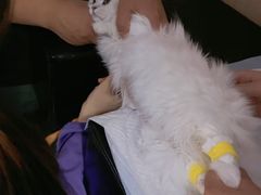 -恒幸动物医院·急重症转诊中心·神经内外科·CT核磁