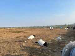 -盐城丹顶鹤湿地生态旅游区