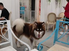 -Let's go狗咖·猫咖·奶狗·桌游(春熙路IFS店)