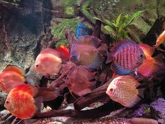 -上海海洋水族馆