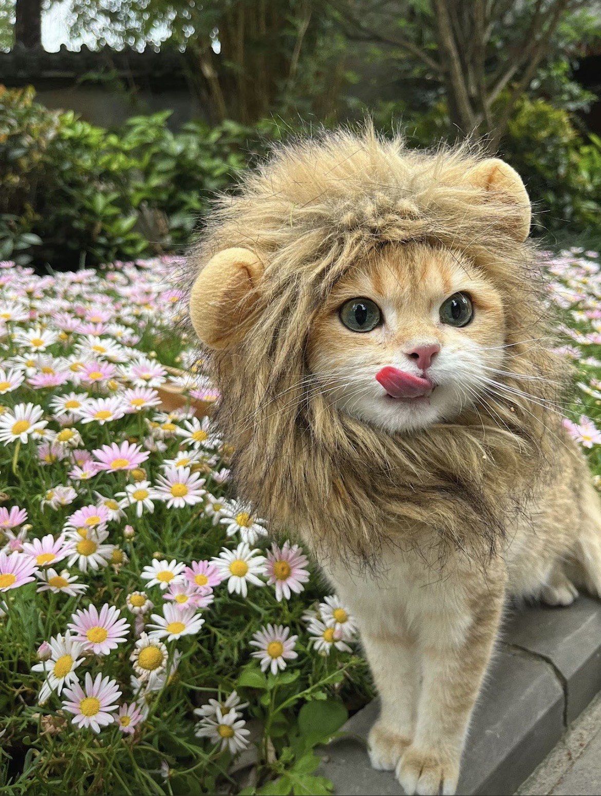 馋嘴猫舔舔小嘴巴( ´ ▽ ` )