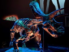 -墨尔本博物馆(Melbourne Museum)