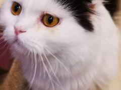 -momokira米努特·德文卷毛猫·棉花面纱犬