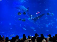 -烟台海昌鲸鲨海洋公园