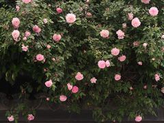 -杨裕兴(十全街店)