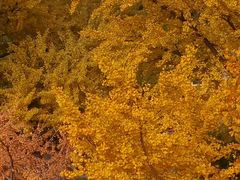 景点-遵化市禅林寺古银杏风景园