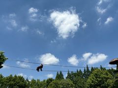 -上海野生动物园