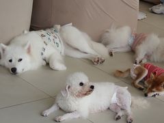 -怪兽屋·羊驼·猫咖·狗咖(俊华广场店)