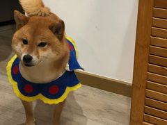 -柴迷FANS CLUB·柴犬狗咖·猫咖