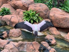 -吉隆坡雀鸟公园