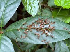 -西双版纳原始森林公园