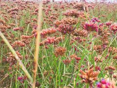 -赛汗塔拉风情园