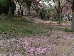 -西安青龙寺遗址景区
