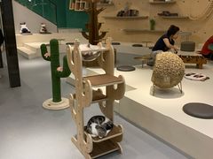 -飞行喵MR PILOT|猫舍·猫咖(静安大融城店)