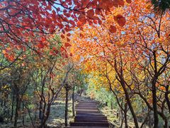 -北京十三陵国家森林公园蟒山景区