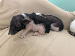 -怪兽屋·羊驼·猫咖·狗咖(俊华广场店)