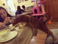 -猫色咖啡·猫咖