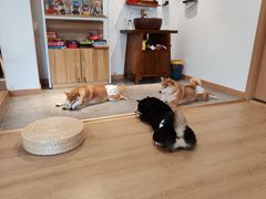-南京Hallo宠物乐园·哈罗犬舍·柴犬繁育基地