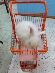 -Moni星球萌宠·小马宝莉·灵蛇·高端高阶全萌宠互动体验俱乐部(红豆国际广场店)