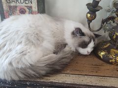 -共舞时光猫咖·狗咖(新街口店)