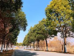 -南湖湿地公园