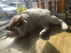 -平行世界·猫咖(首经贸店)