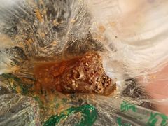 -老号尤兔头(幸福店)