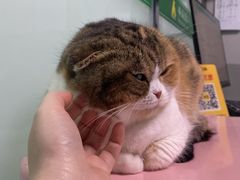 -半岛宠物医院24小时(科华中路店)