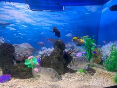 -烟台海昌鲸鲨海洋公园