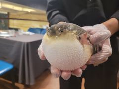 -肆月河豚·新淮扬(金融街店)