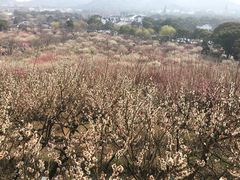 -香雪海