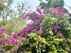 -北海金海湾红树林生态旅游区