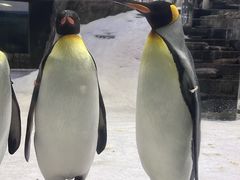 -悉尼海洋生物水族馆