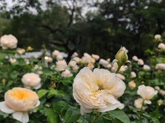 -人民公园(罗湖区)