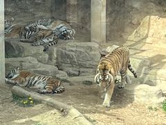 -大连森林动物园