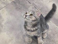 -楼上猫咖(罗湖店)
