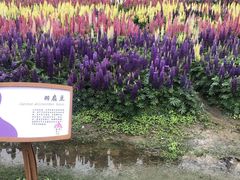 -径山花海