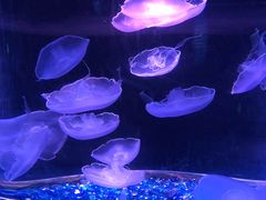 -欢乐海岸海洋奇梦馆