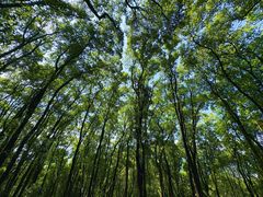 -铁山坪森林公园