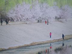 -桃花堤公园