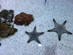 -暹罗海洋世界