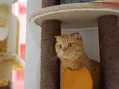 -藏猫猫咖啡主题馆(中央大道店)