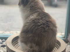 -喵屿·大理花园猫咖