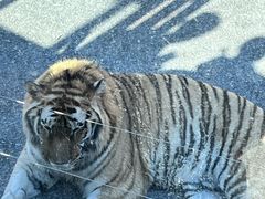 -大连森林动物园