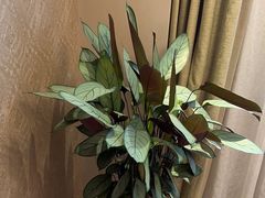 -小厨娘淮扬菜(板桥一店)