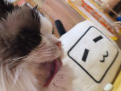 -滚猫咖啡·猫咖·猫友好撸猫(未来城店)