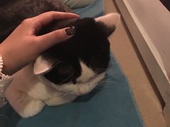 -Anne猫窝咖啡屋