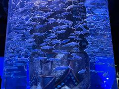 -哈尔滨波塞冬海底世界