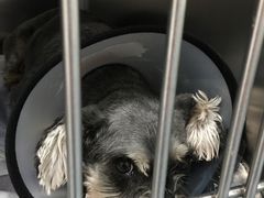 -伟伟宠物医院·CT影像中心·瑞派犬猫综合性门诊(汉口总院)